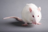 10102683-rat-de-laboratoire-blanc-isol-e-sur-fond-gris