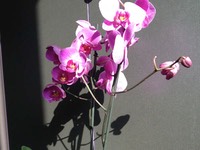 6604-orchidee