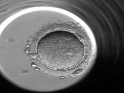 8197-embryon embrysoscope1