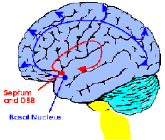 Cerveau Alzheimer noshadow