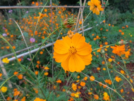 Fleurs du jardin pédagogique 