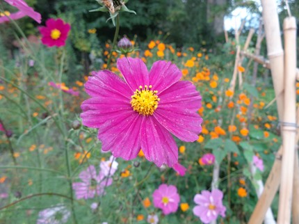 Cosmos du jardin pédagogique 