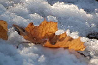 feuille-morte-dans-son-linceul