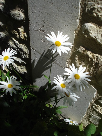 Marguerites